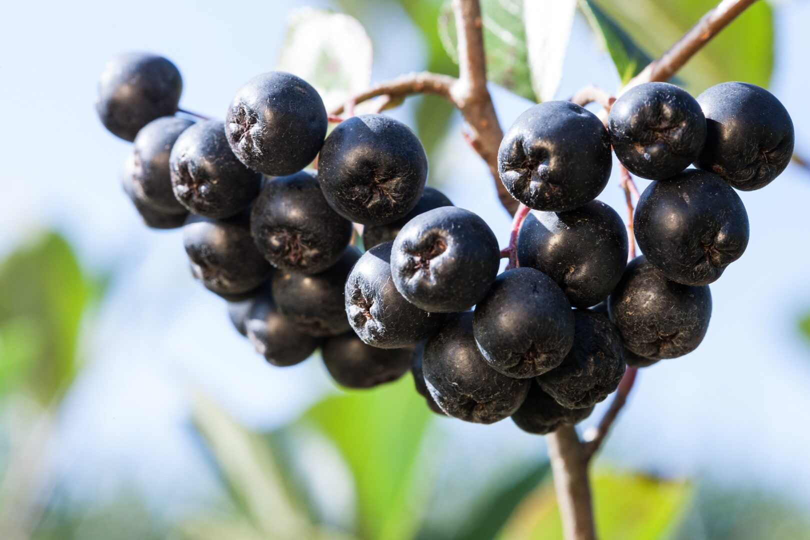 Reife Aroniabeeren am Strauch
