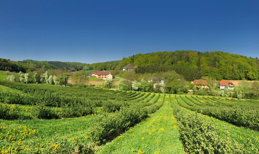 Aroniafeld mit dem Hof im Hintergrund