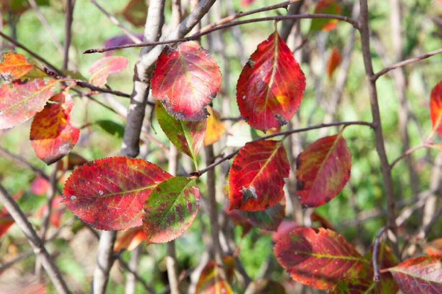 Rote Blätter